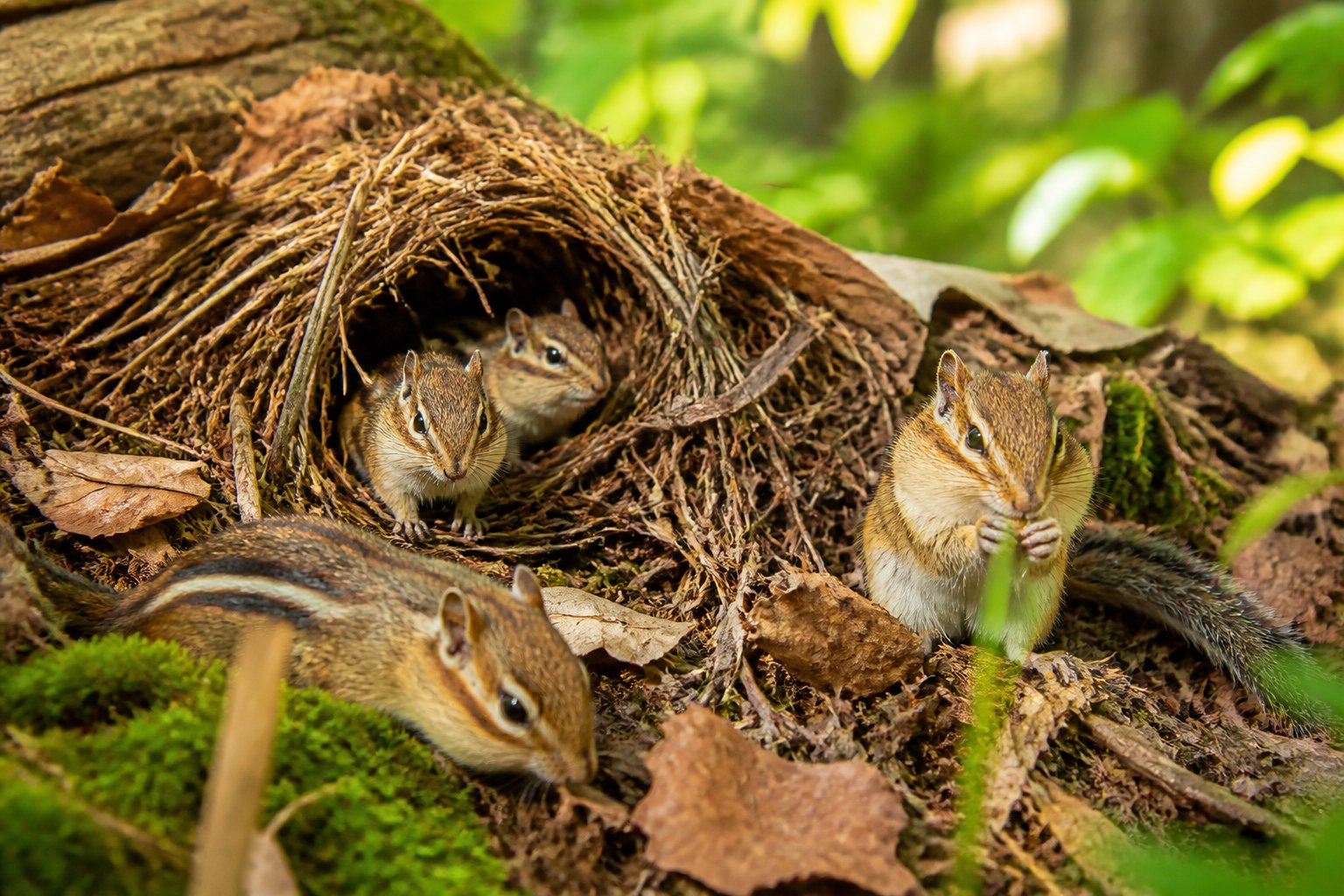 Chipmunks nesting on the forest floor surrounded by leaves and twigs.