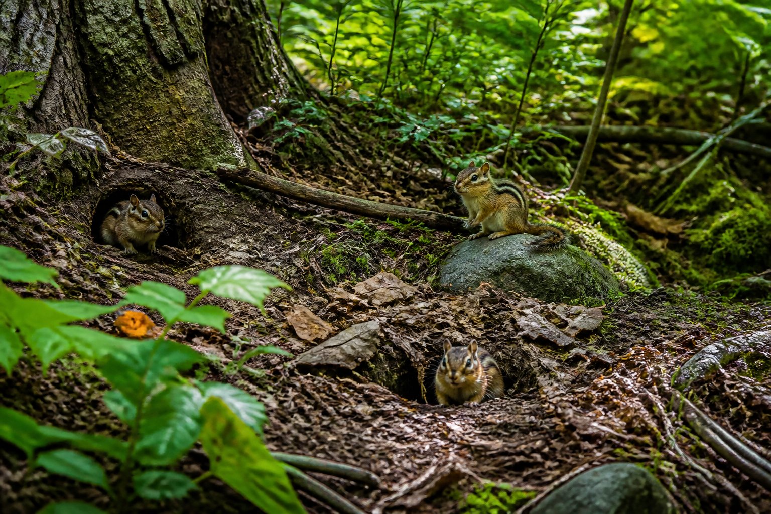 Chipmunks near their nests in a forest floor with tree roots, leaves, and green plants.