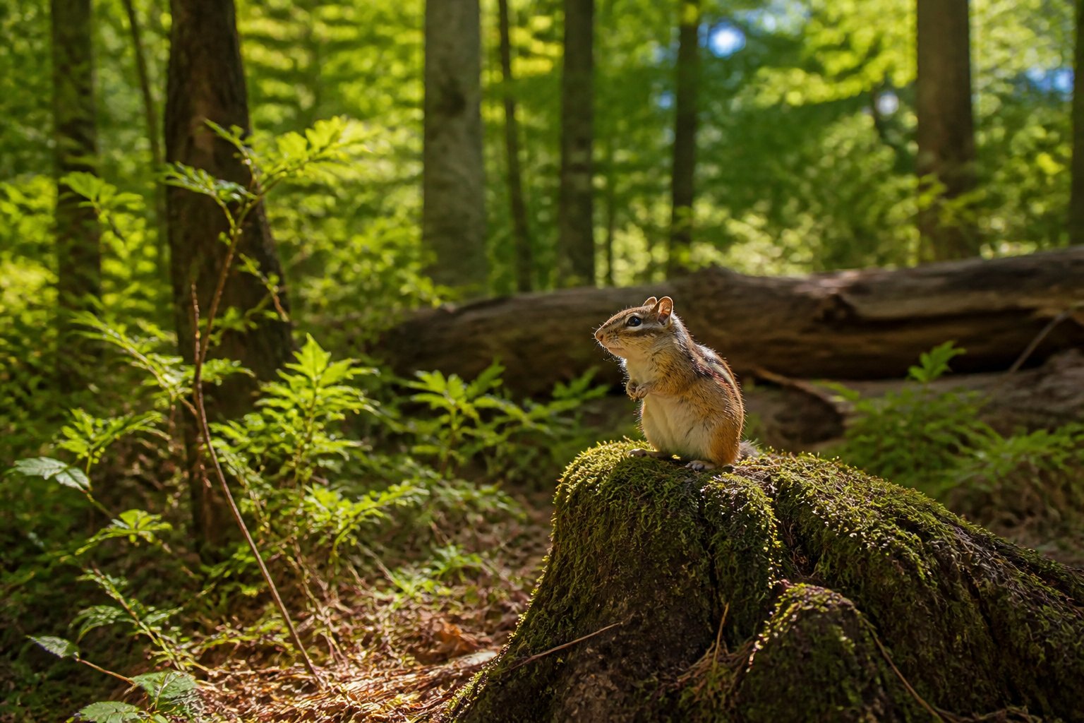 Chipmunk Where They Live: Habitat And Burrow Guide - Know Animals