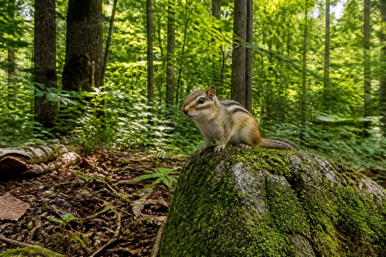 A chipmunk sitting on a mossy rock in a green forest with trees and plants surrounding it.