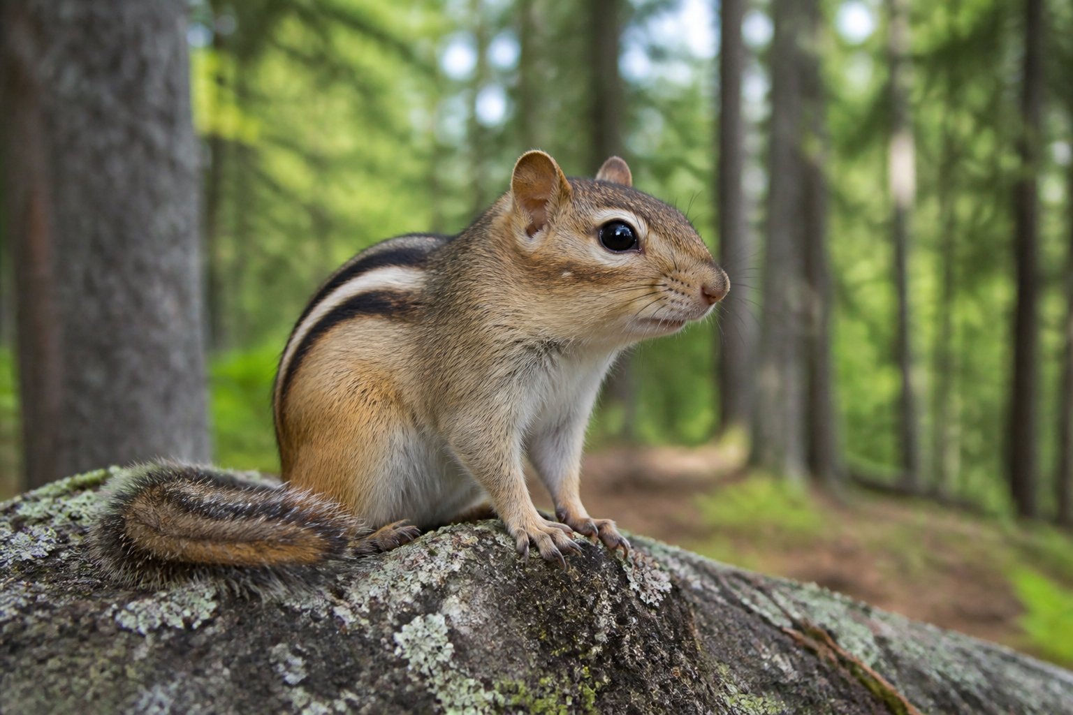 A chipmunk sitting on a tree branch in a green forest environment.