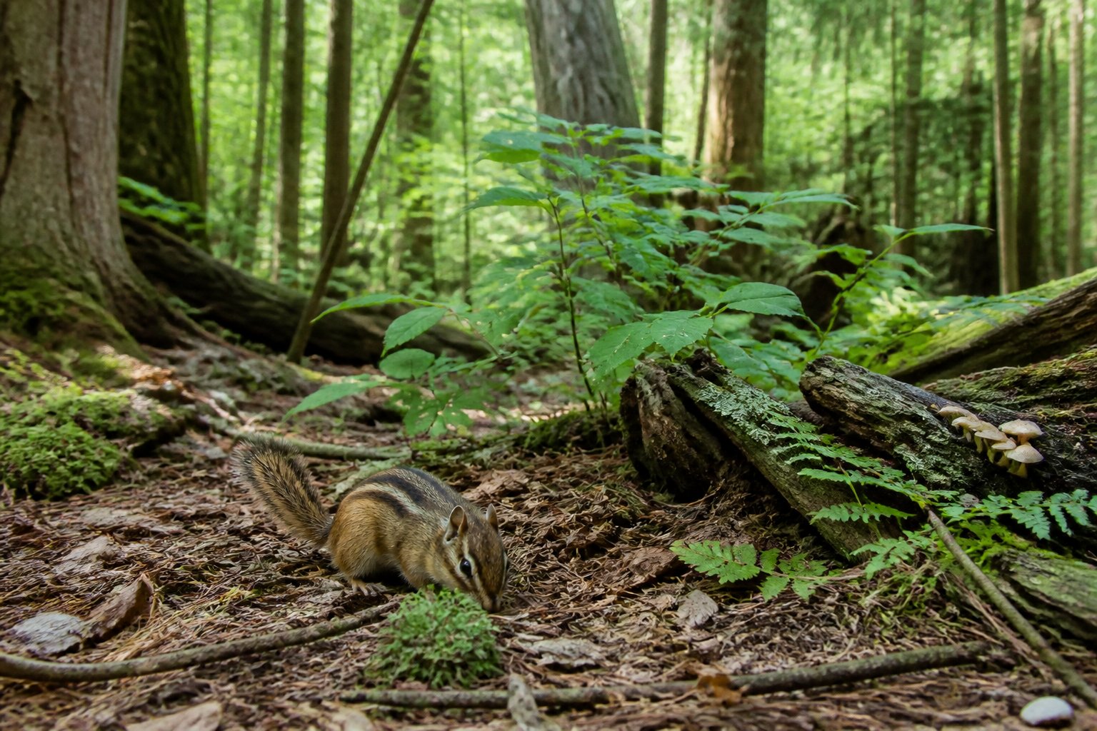 A chipmunk foraging on a forest floor covered with leaves, surrounded by trees, shrubs, and moss.