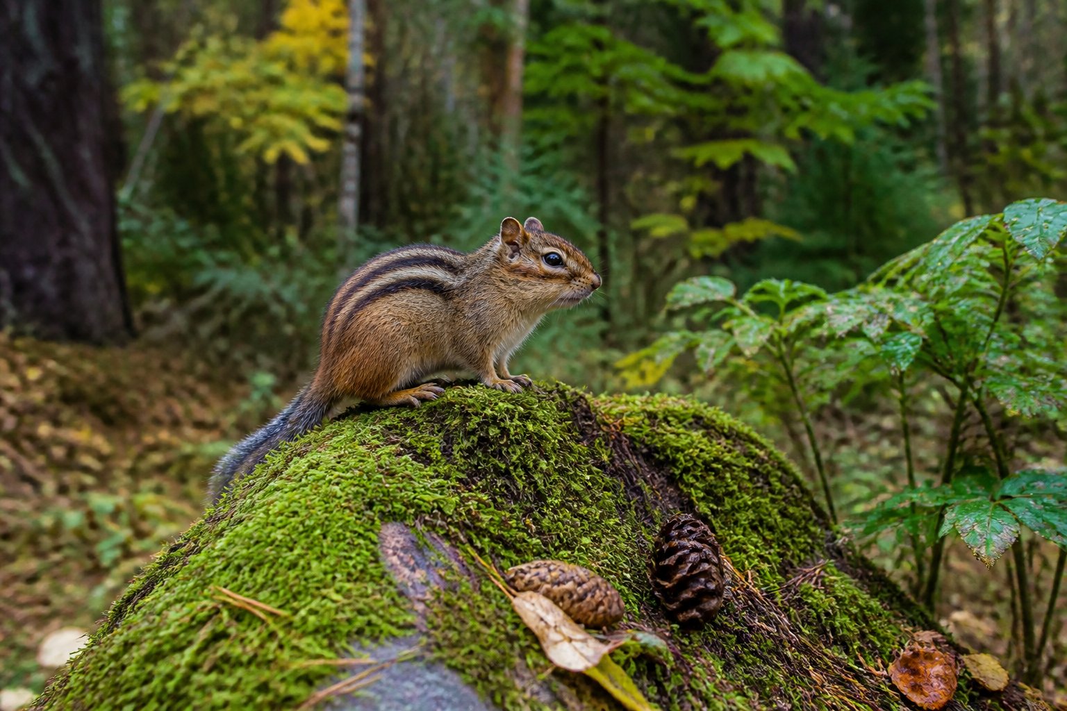 A chipmunk sitting on a mossy rock in a forested area with green plants and trees around.