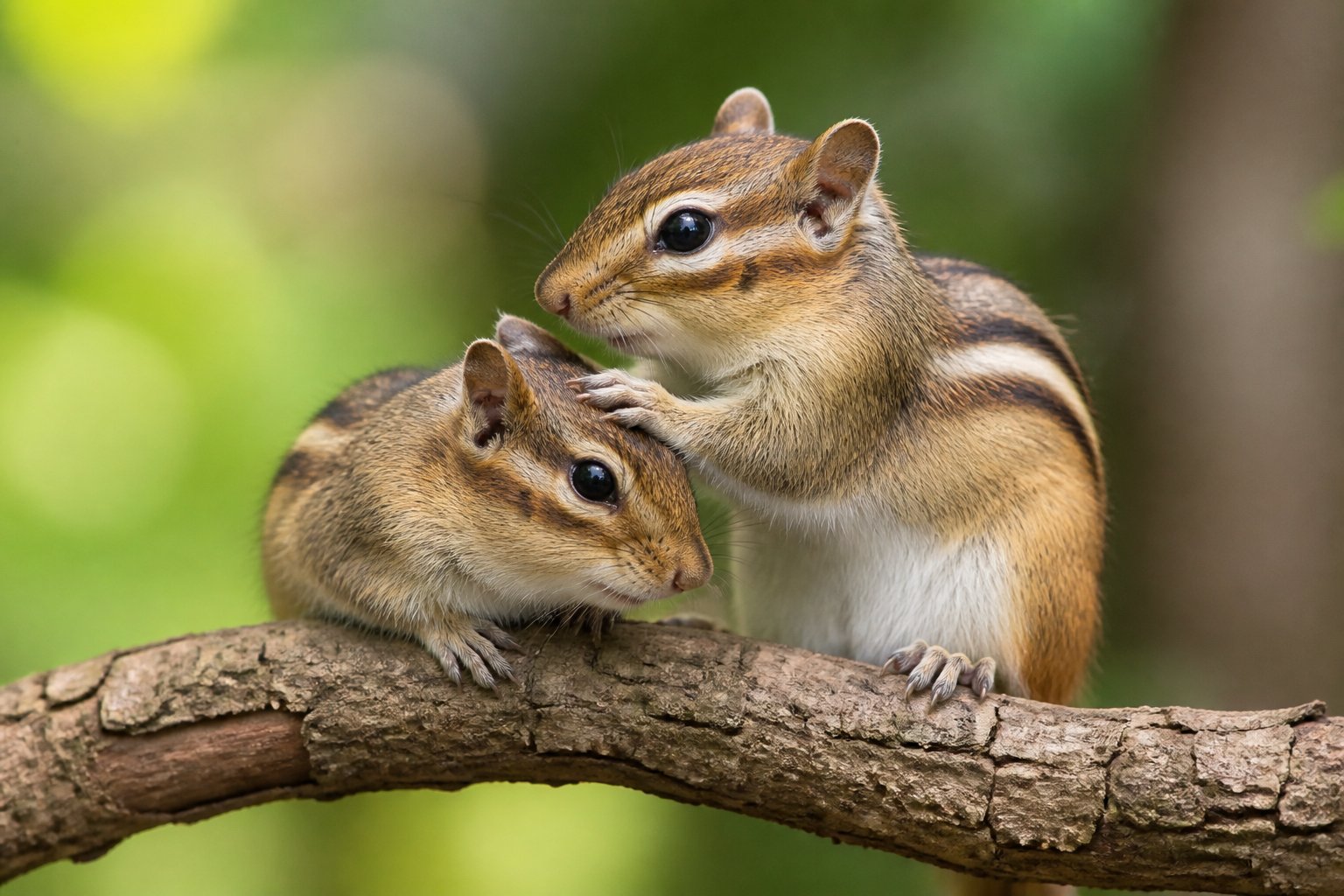 Two chipmunks on a tree branch, one grooming the head of the other in a forest.