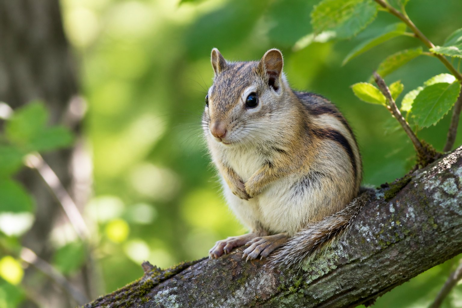 An elderly chipmunk sitting on a tree branch in a forest.