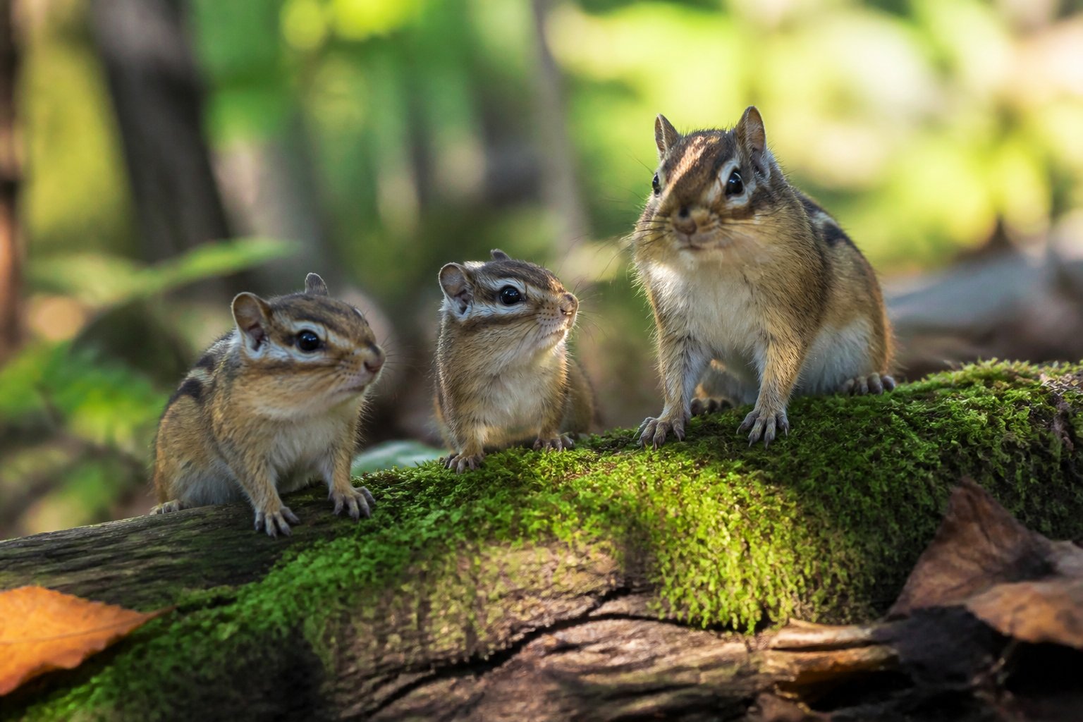 Three chipmunks sitting on a mossy log in a forest with sunlight filtering through the trees.