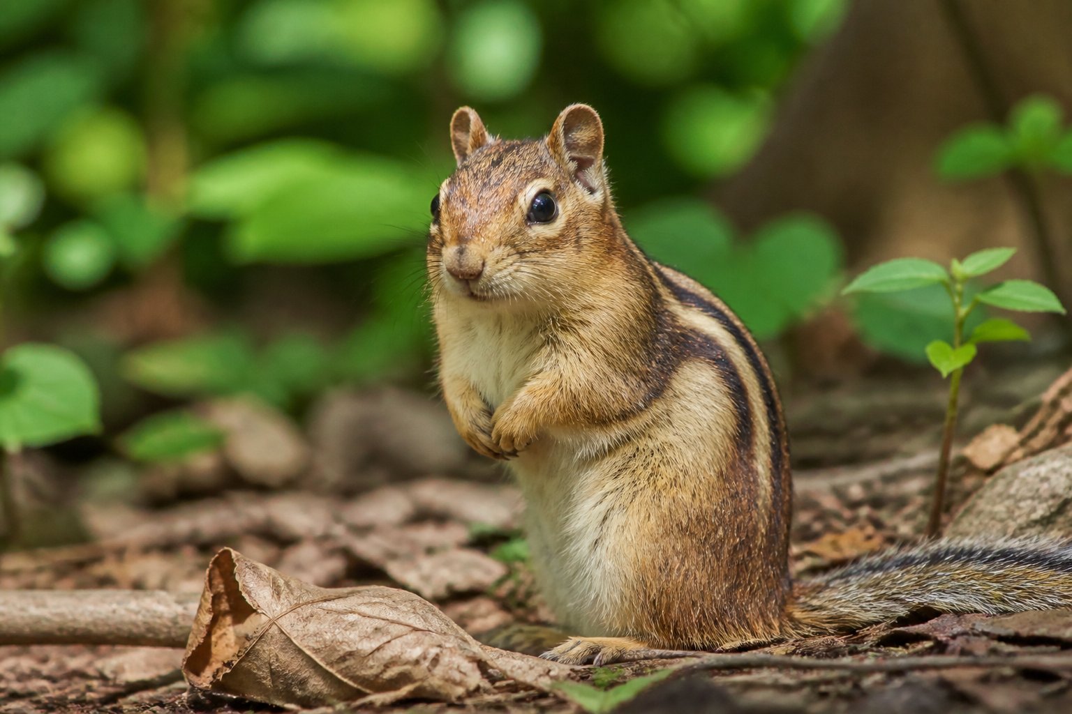 A chipmunk sitting on the forest floor surrounded by leaves and twigs, looking alert and curious.