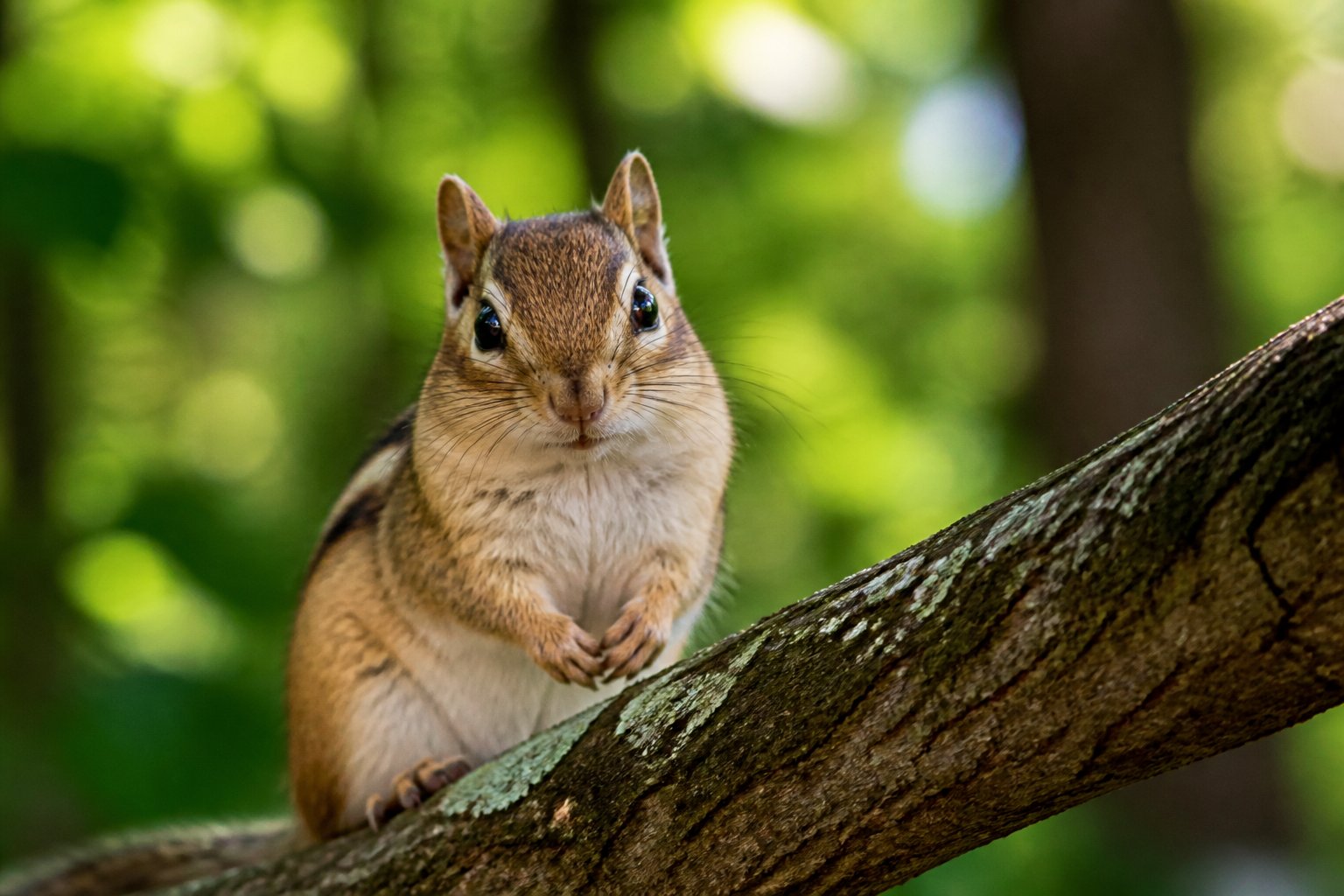 A chipmunk sitting on a tree branch in a green forest looking directly ahead.