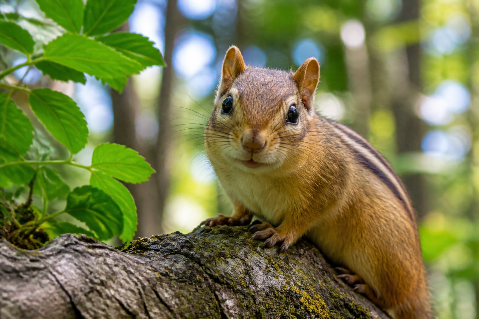 A close-up of a chipmunk sitting on a branch in a forest with green leaves around it.