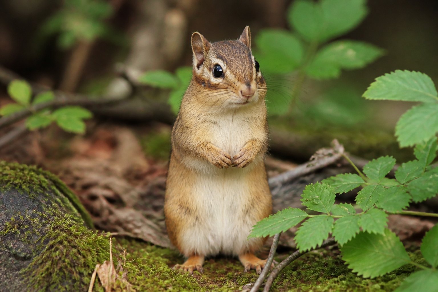 A chipmunk standing on its hind legs in a forest surrounded by green leaves and branches.
