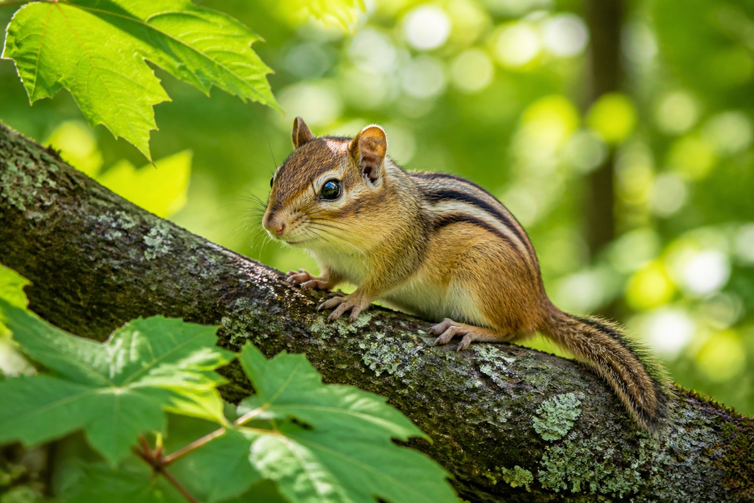 A chipmunk sitting on a tree branch surrounded by green leaves in a forest.