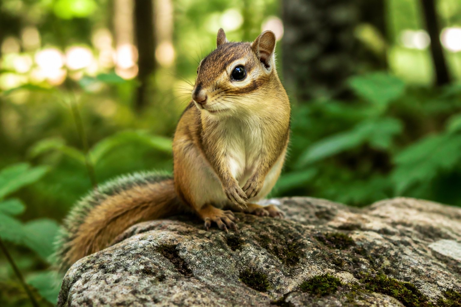 A chipmunk sitting on a tree branch in a forest with green leaves and sunlight.