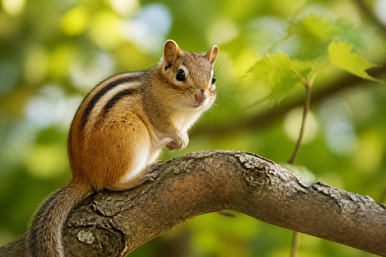 A chipmunk sitting on a tree branch in a forest with green leaves and sunlight.