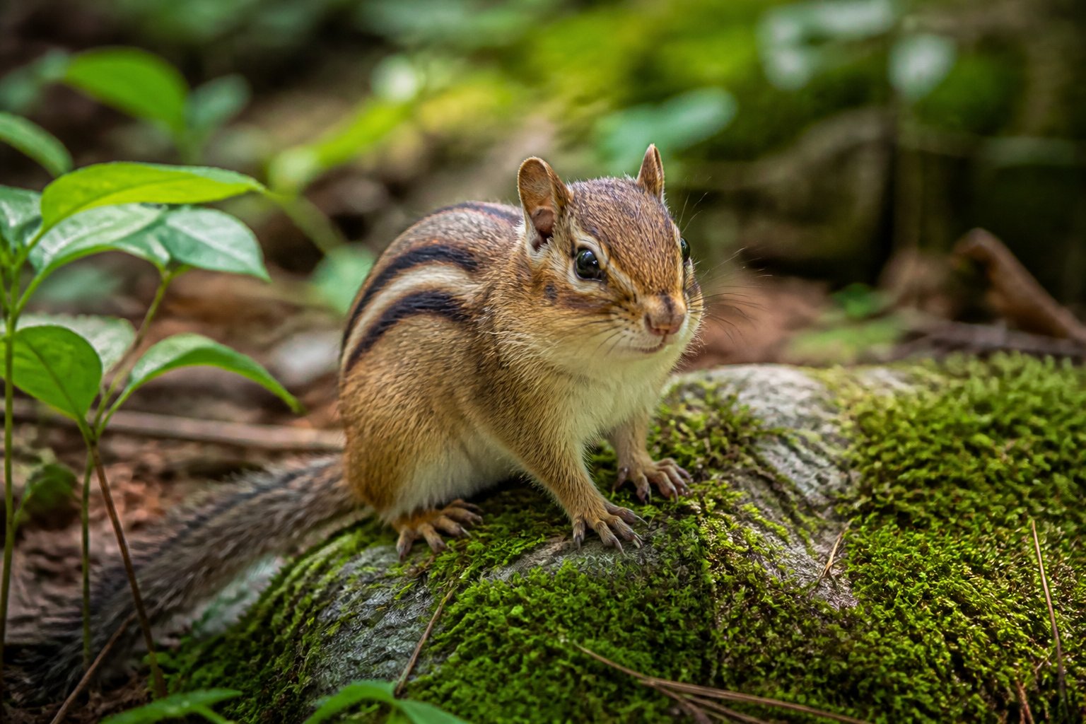 A chipmunk with visible stripes sitting on a mossy rock in a green forest setting.