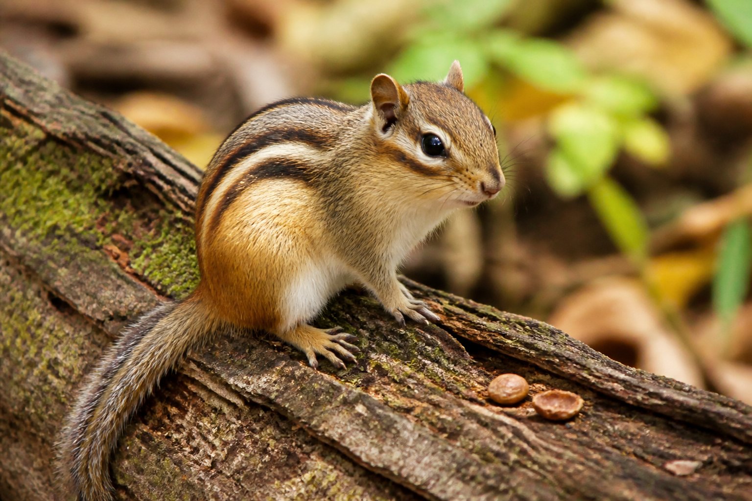 A chipmunk with stripes on its back sitting on a tree branch in a forest.