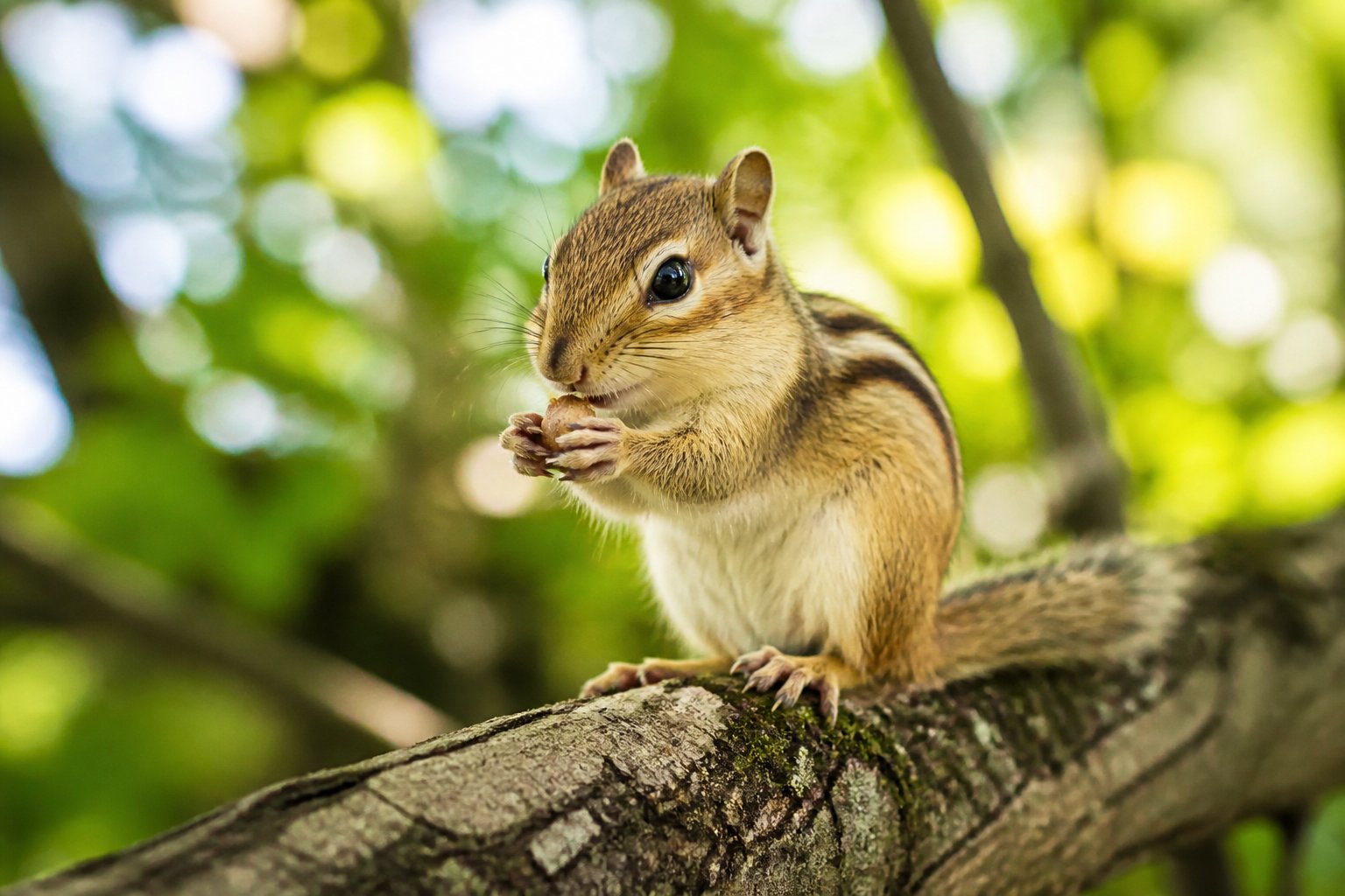 A chipmunk sitting on a tree branch holding a nut in a forest with green leaves in the background.