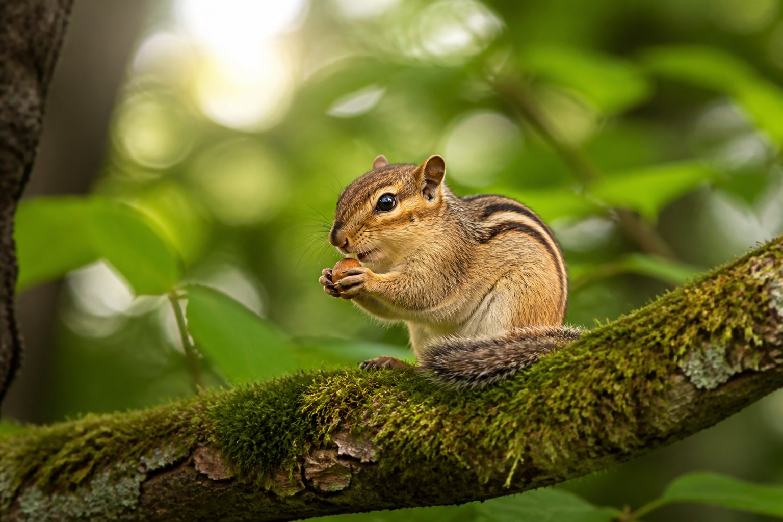 Close-up of a chipmunk sitting on a tree branch in a green forest holding a nut.