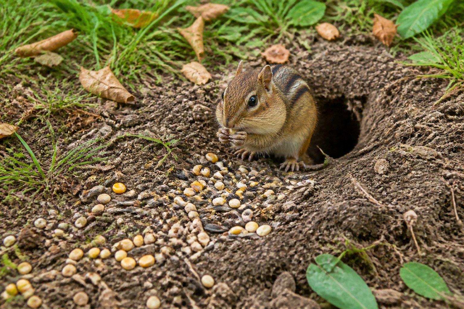 A chipmunk near a burrow entrance in a grassy yard with scattered seeds and disturbed soil.