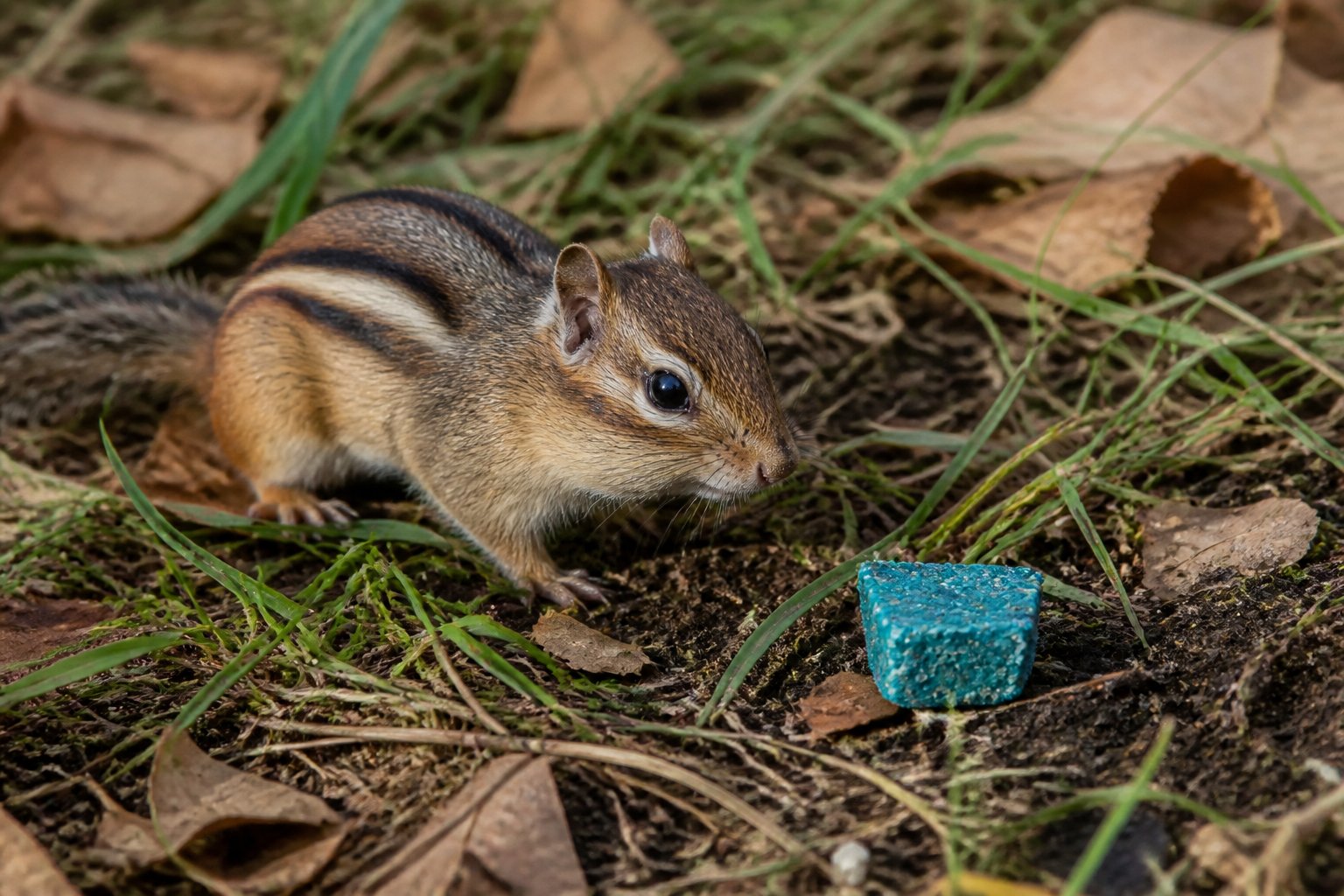 A chipmunk near a piece of rat poison on the ground outdoors surrounded by leaves and grass.