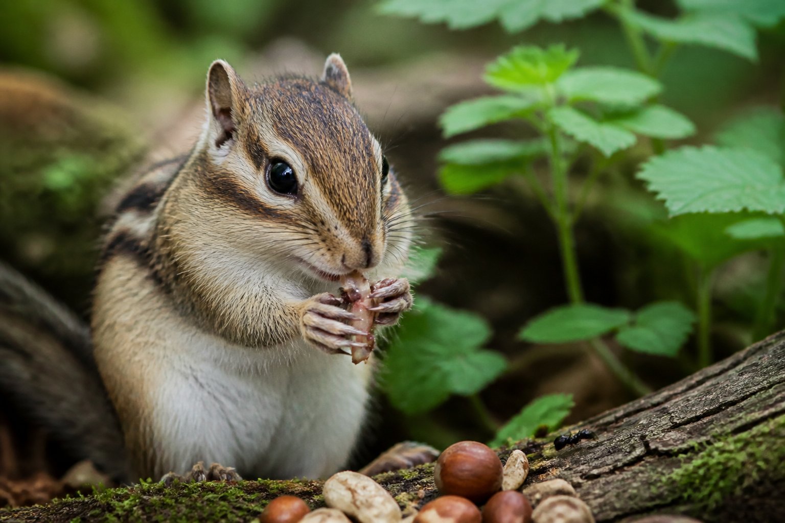 A chipmunk on a tree branch holding a small insect in a forest environment.