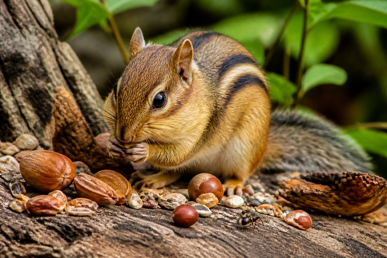 A chipmunk foraging on the forest floor surrounded by nuts, seeds, and small insects.