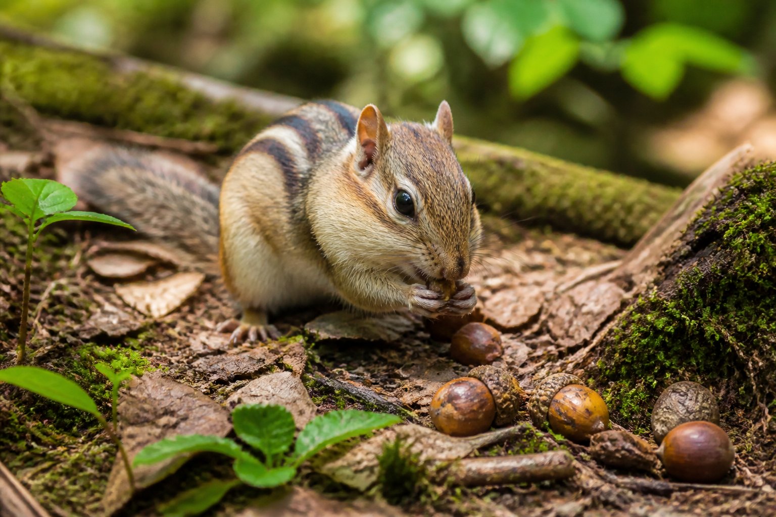 A chipmunk foraging on the forest floor surrounded by leaves and plants.