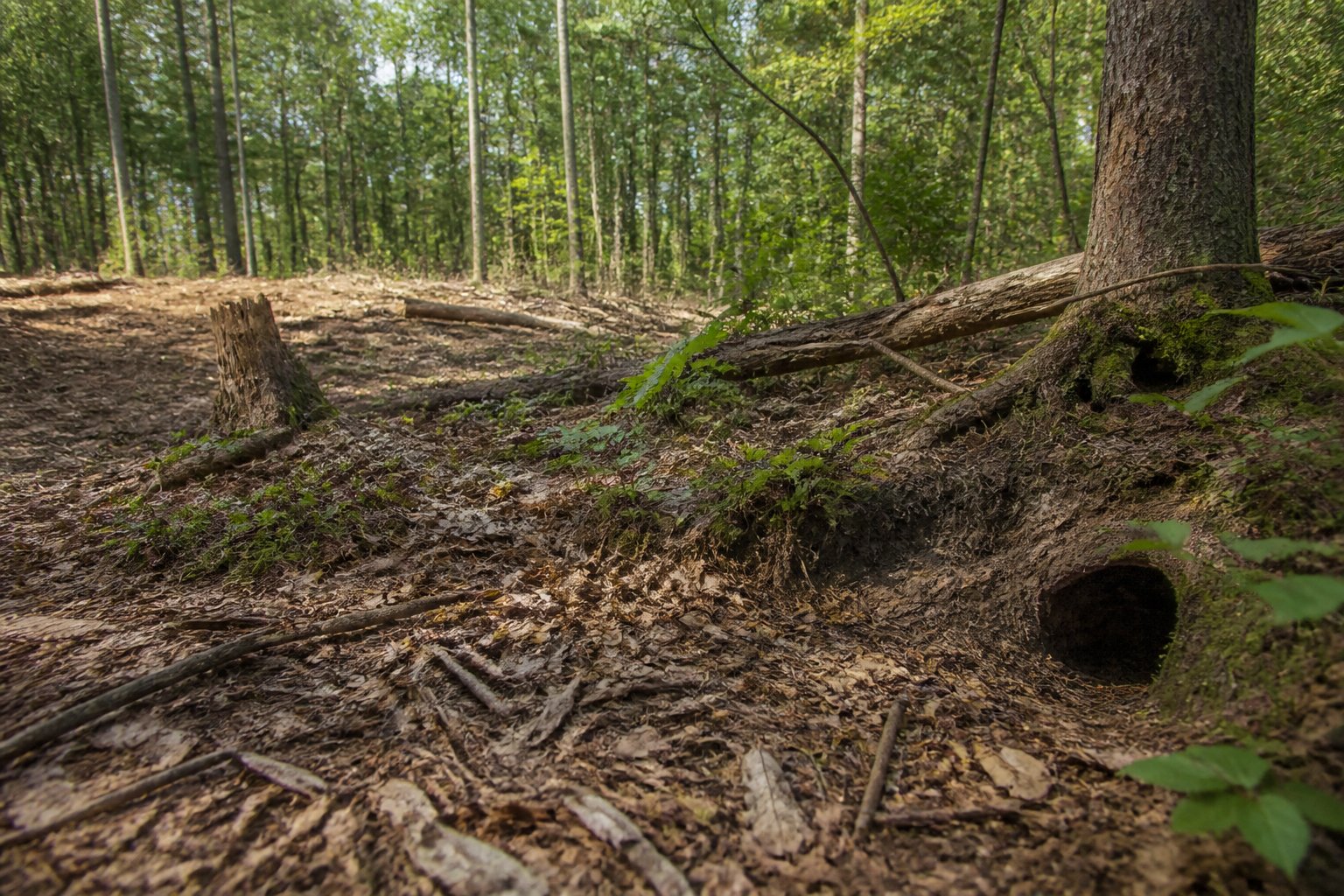 A forest floor with scattered nuts, small burrows, and patches of disturbed vegetation showing changes in habitat.