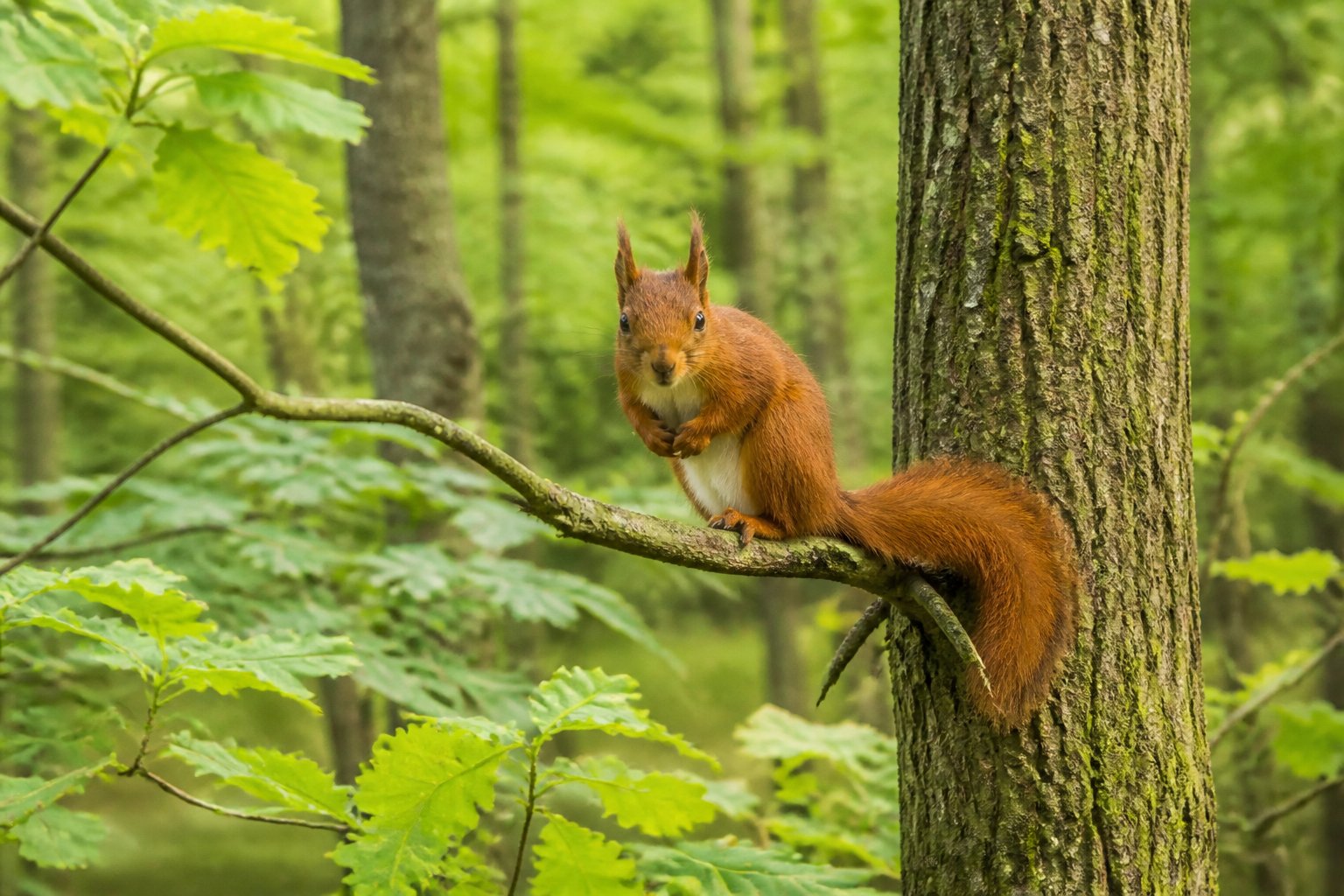 A European red squirrel sitting on a tree branch in a green UK woodland with sunlight filtering through the leaves.