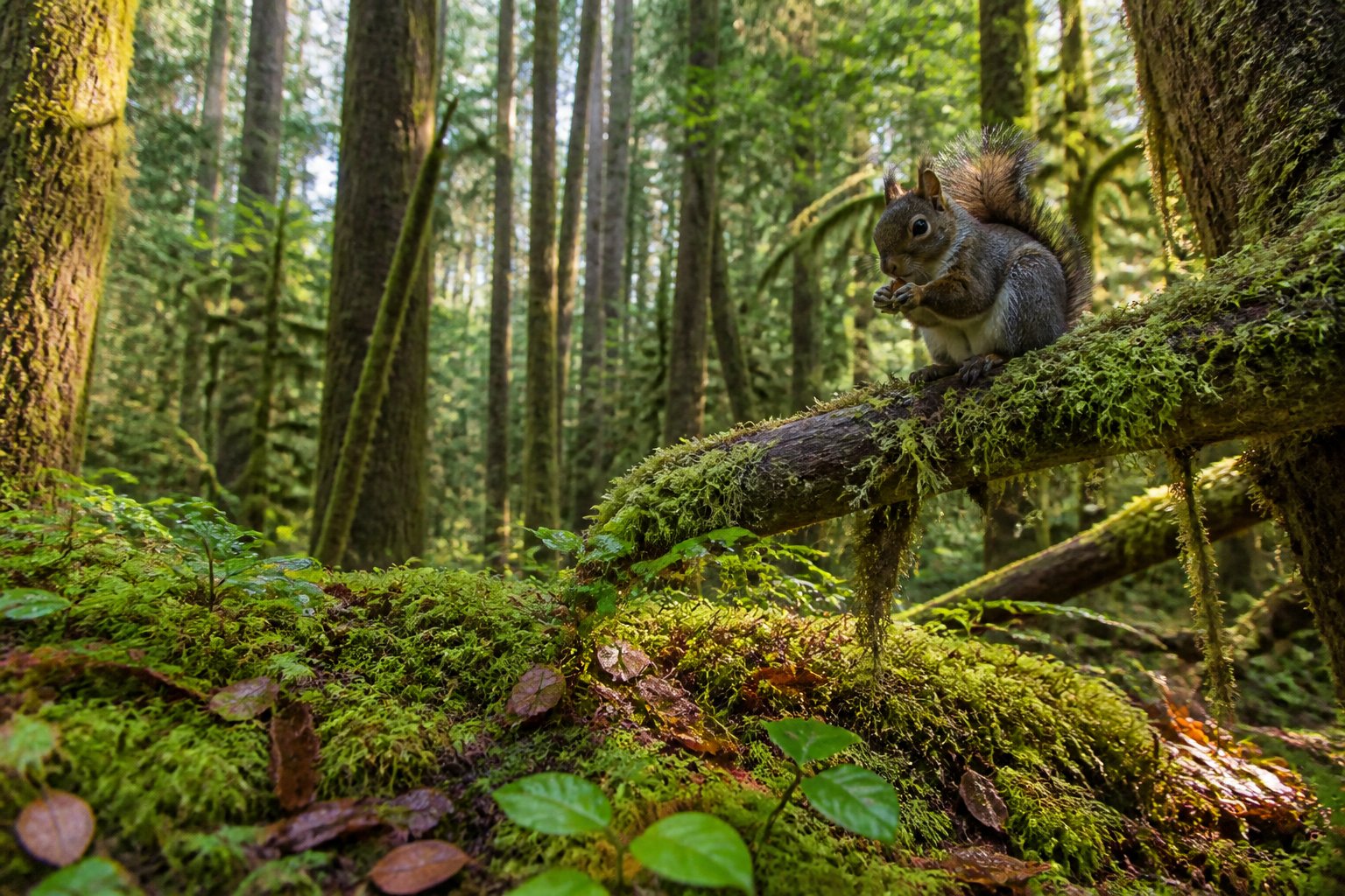 A lush forest scene on Vancouver Island with tall evergreen trees and native animals like a squirrel and a bird on the forest floor and branches.