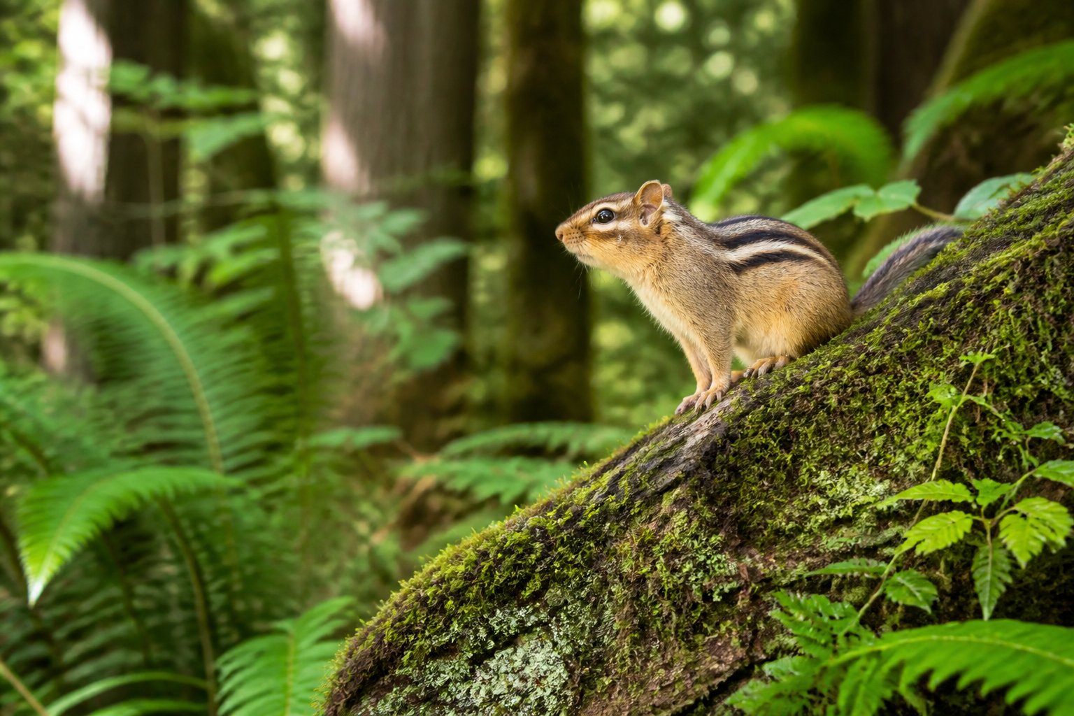 A chipmunk sitting on a mossy rock surrounded by green forest plants and trees.