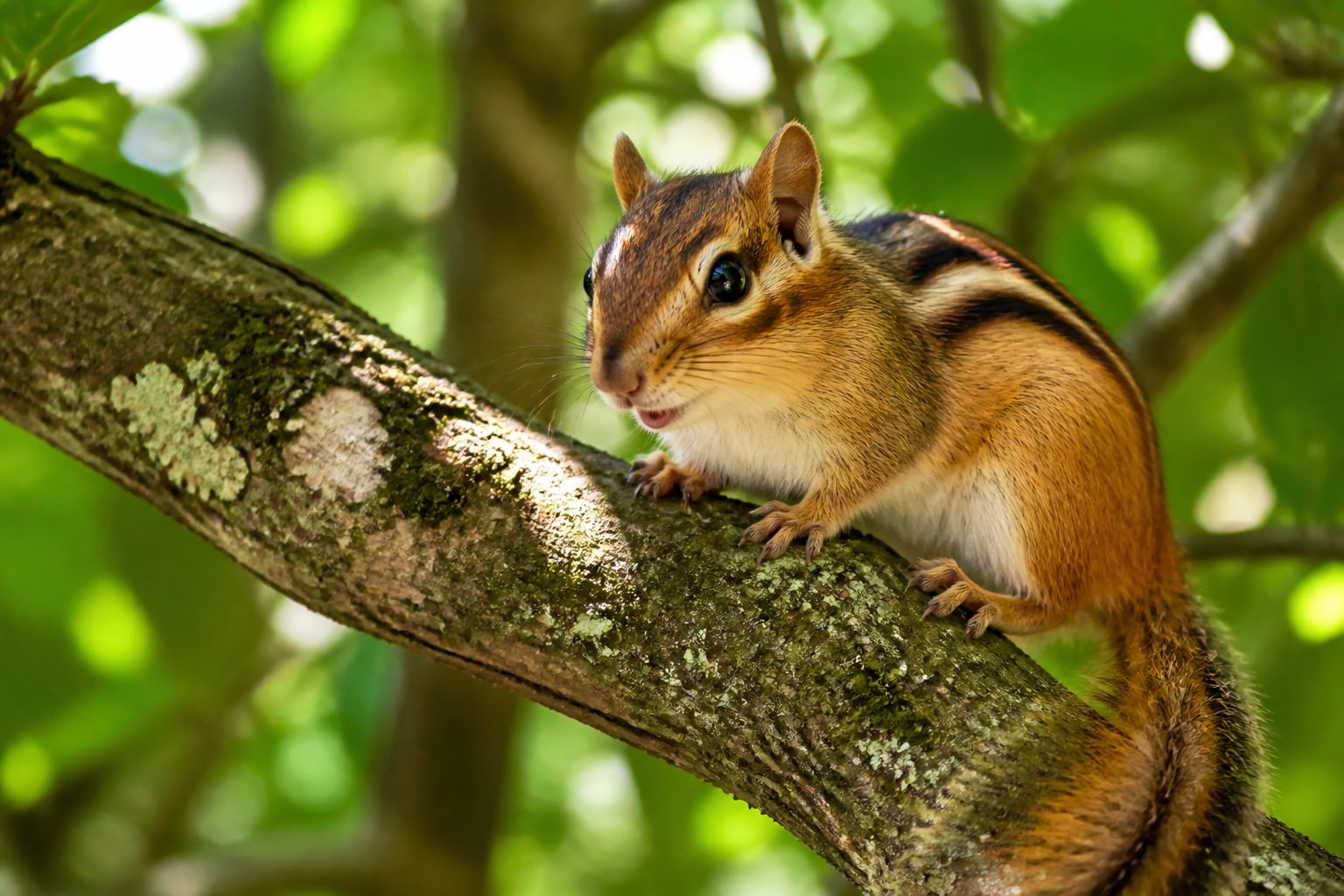 A small chipmunk sitting on a tree branch surrounded by green leaves in a forest.