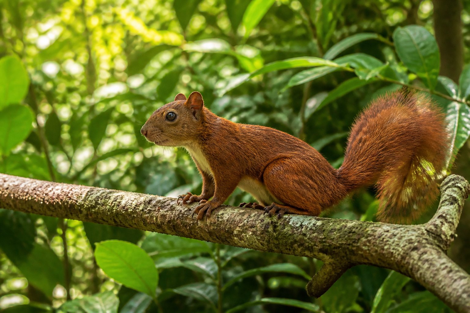 A reddish-brown squirrel sitting on a tree branch surrounded by green tropical foliage in a dense forest.