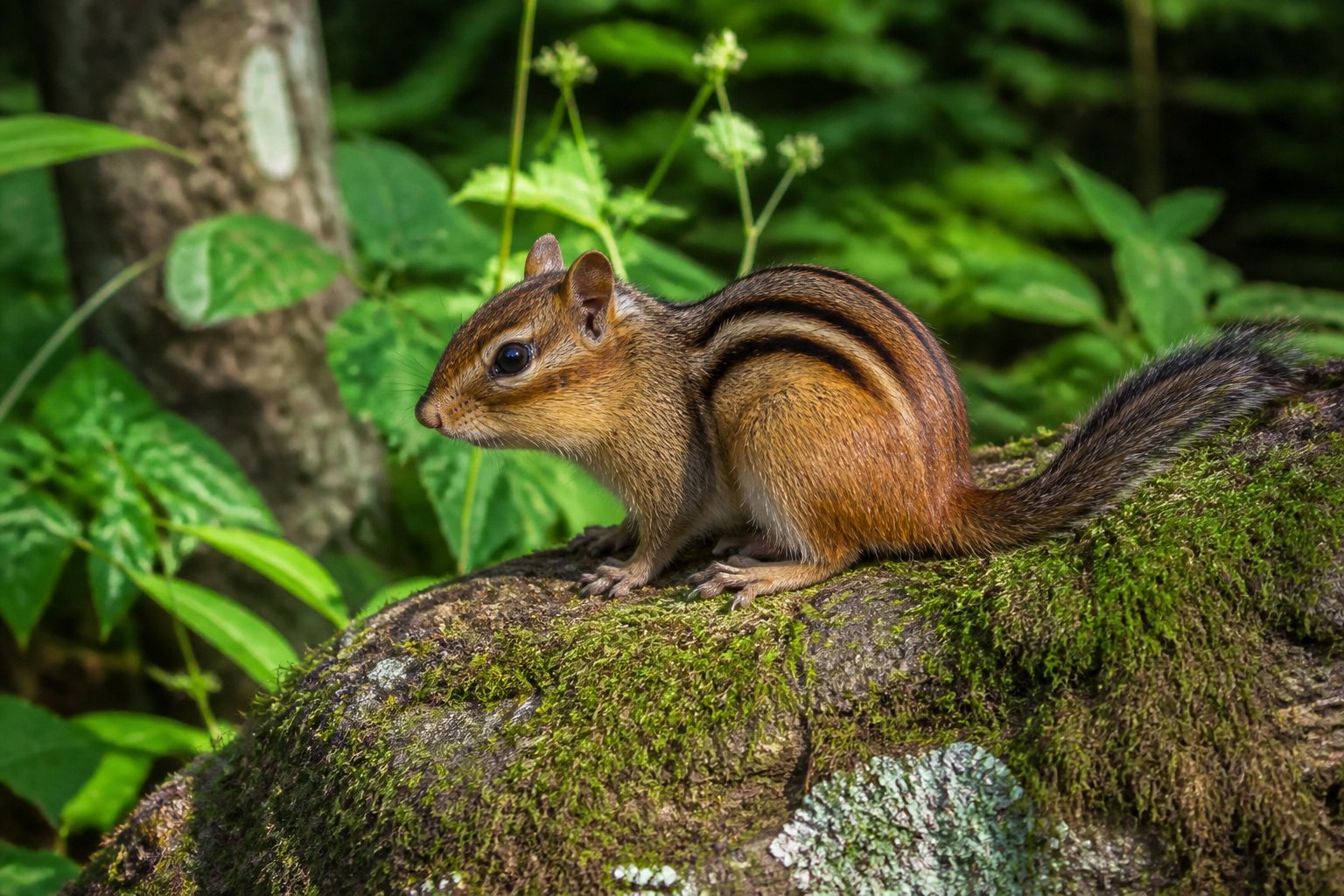 A chipmunk sitting on a mossy rock in a green forest with sunlight filtering through the trees.