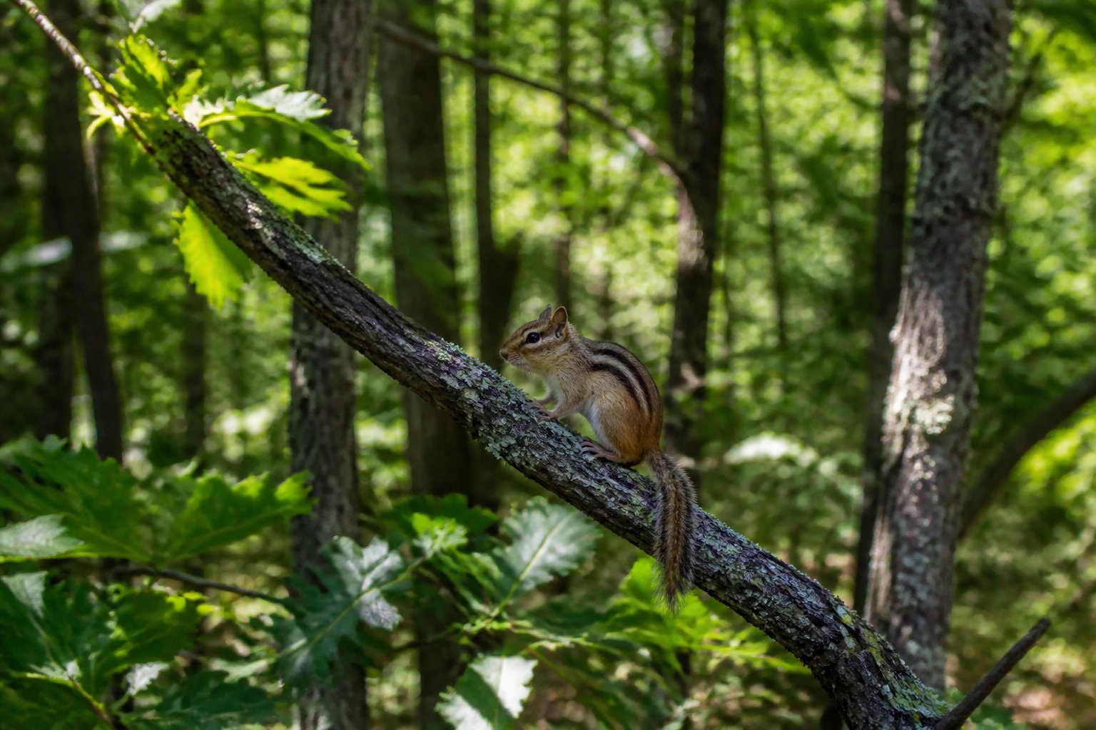 A chipmunk sitting on a tree branch in a green forest with sunlight filtering through the leaves.
