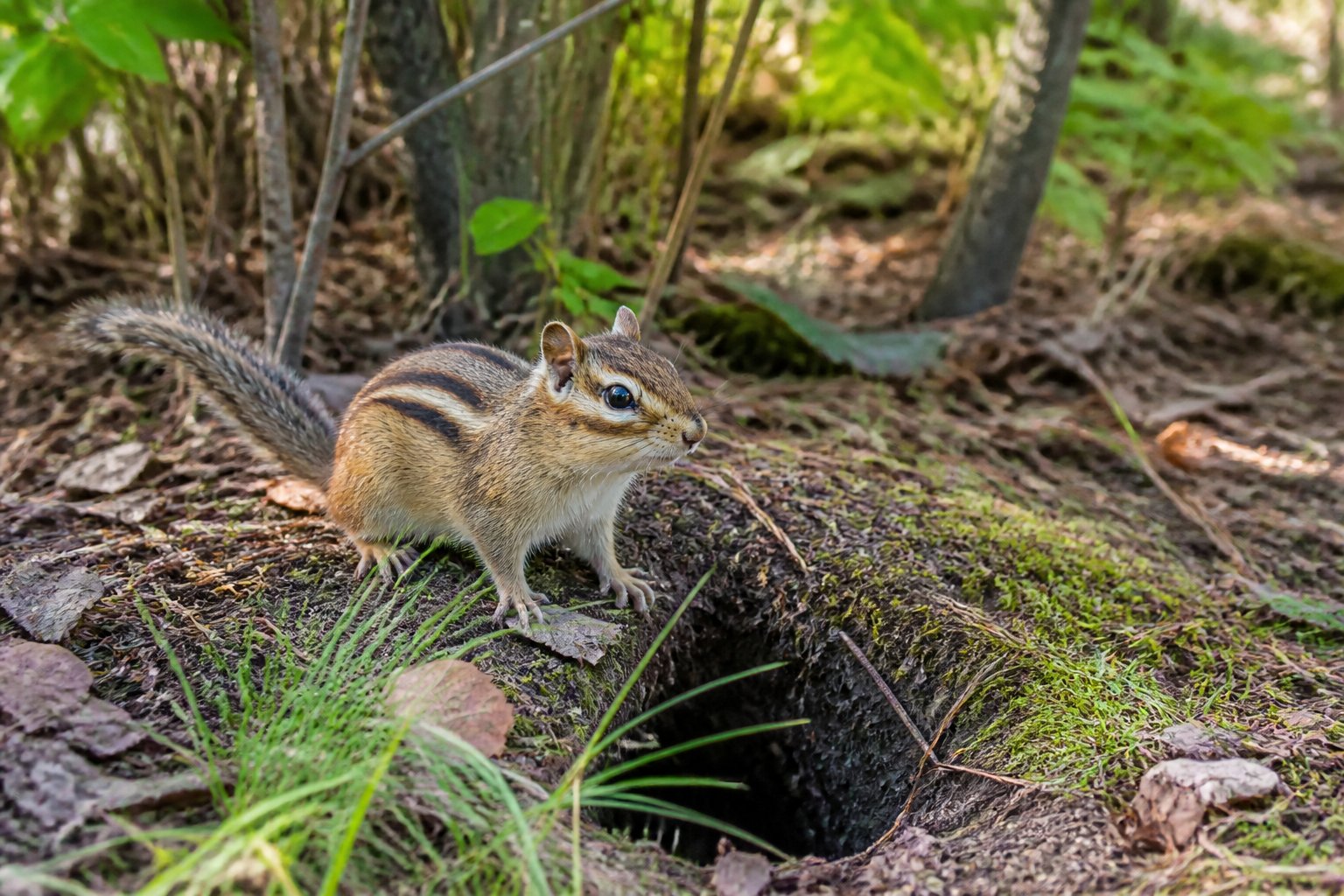 A chipmunk near the entrance of its burrow in a green, leafy forest floor setting.