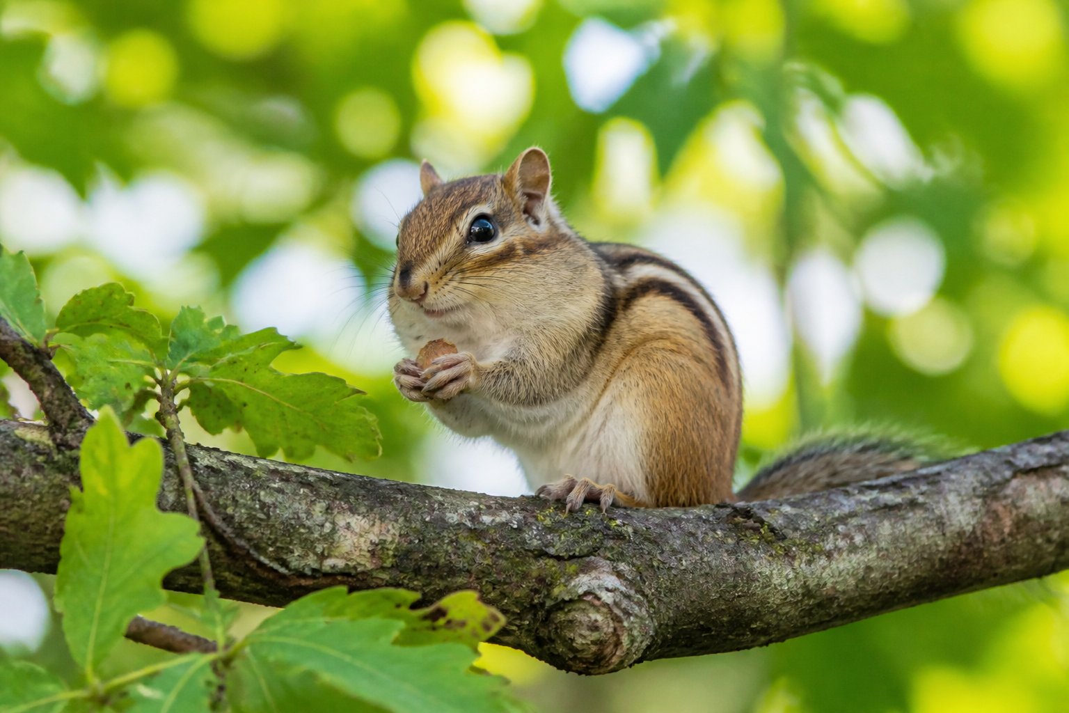 A chipmunk sitting on a tree branch surrounded by green leaves in a forest.