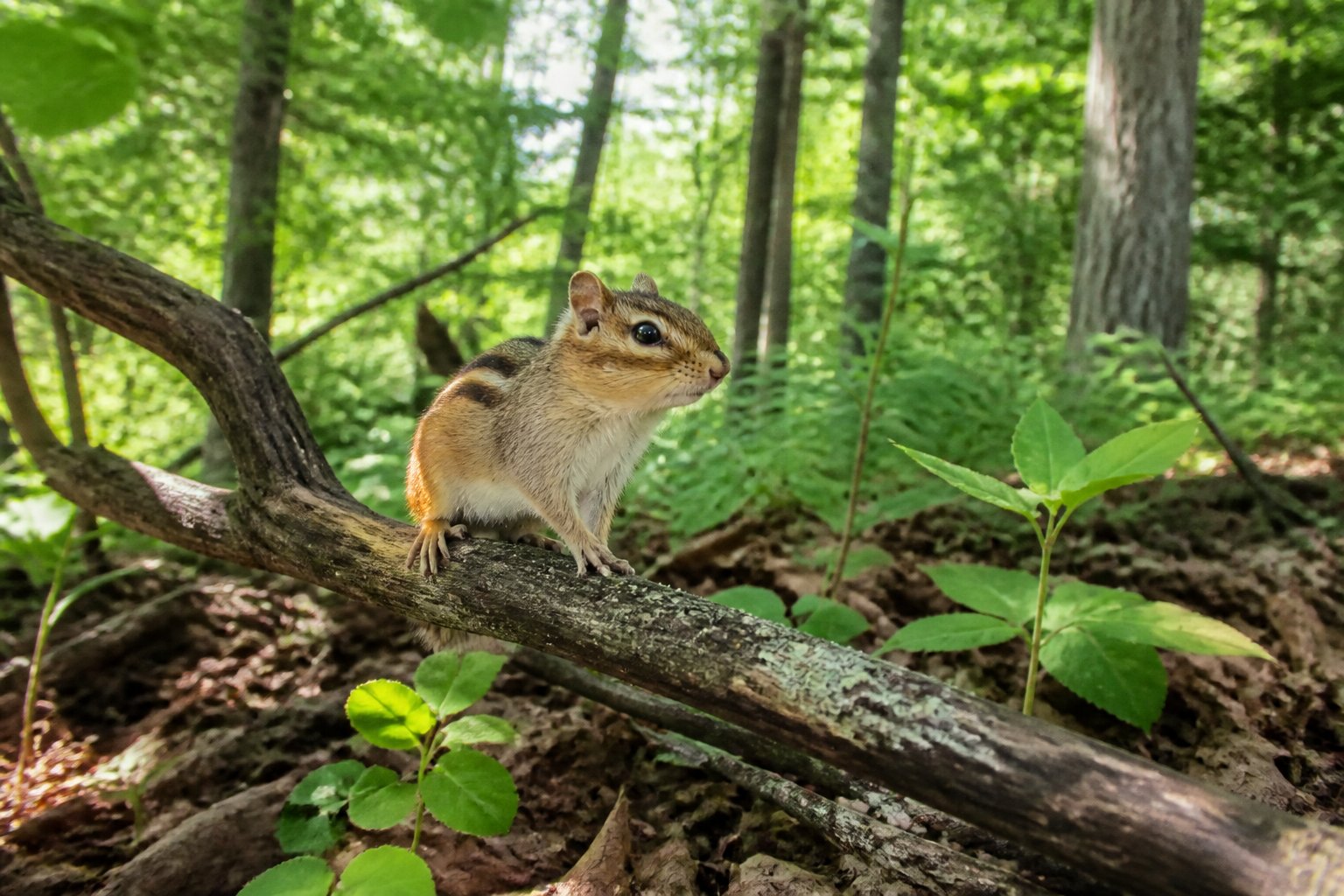 A chipmunk sitting on a tree branch in a green forest with sunlight filtering through the trees.