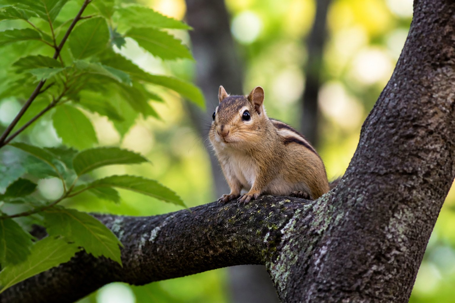 A chipmunk sitting on a tree branch in a forest with green leaves and sunlight.
