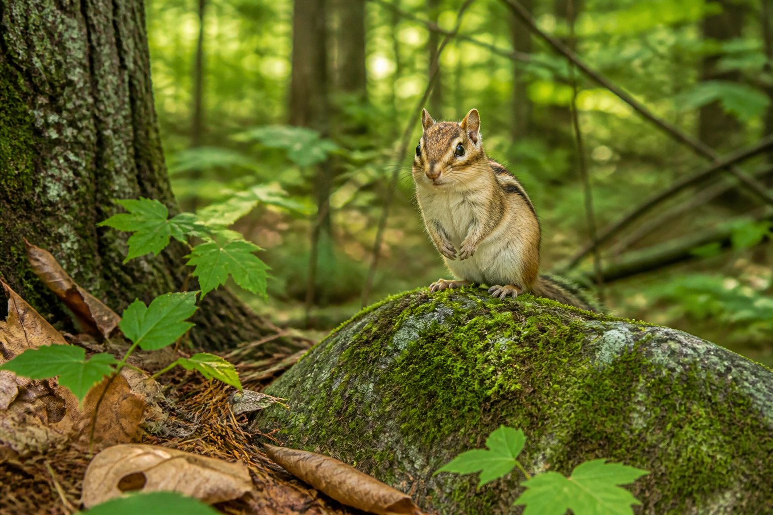 A chipmunk sitting on a mossy rock in a forest with trees and green plants around it.