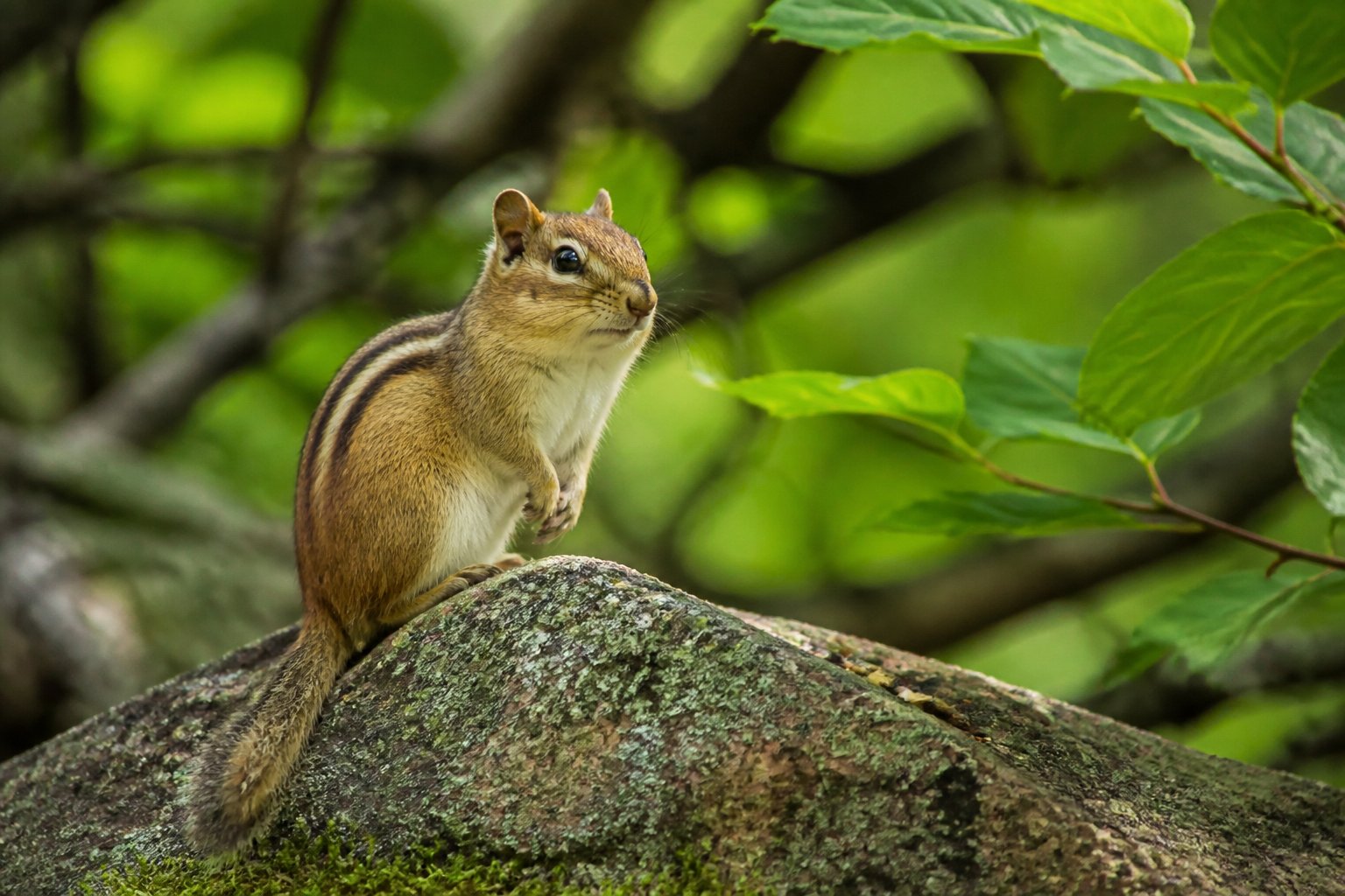 A wild chipmunk sitting on a tree branch surrounded by green leaves in a forest.