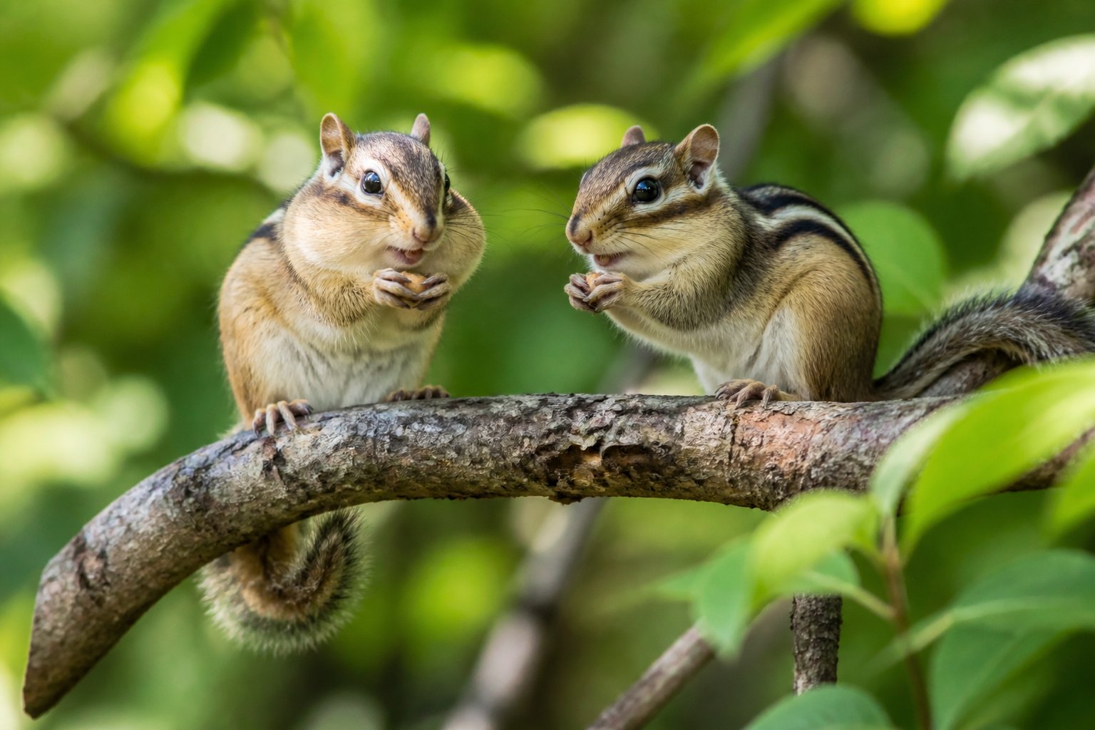 Two chipmunks sitting on a tree branch surrounded by green leaves.