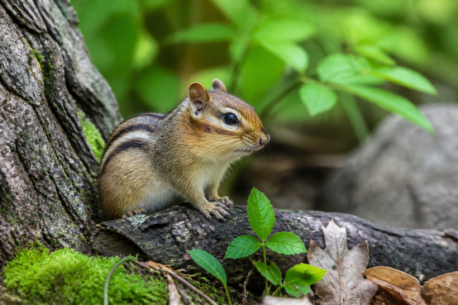 A chipmunk sitting on a tree branch surrounded by green leaves and natural forest elements.
