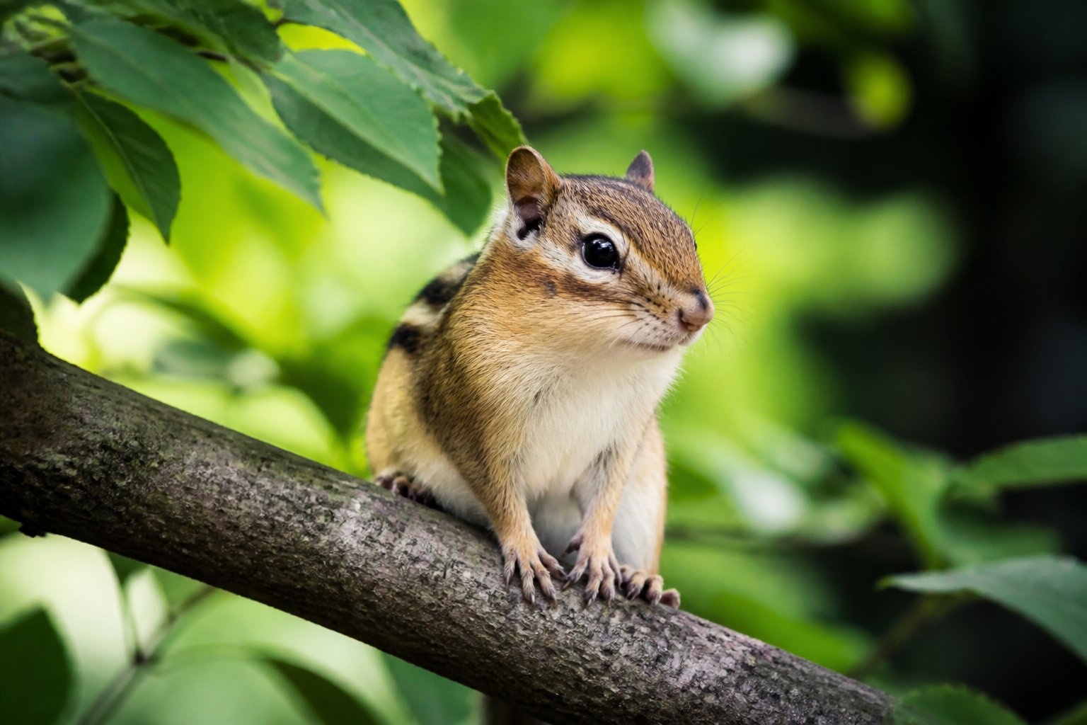 A chipmunk sitting on a tree branch in a forest surrounded by green leaves.