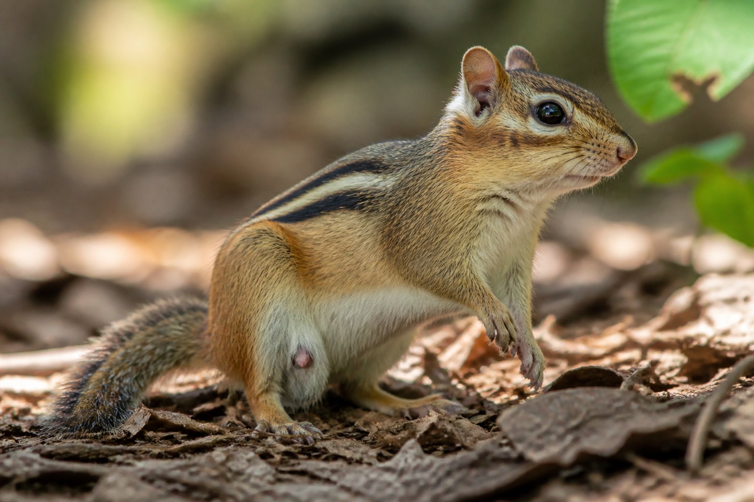 A close-up of a chipmunk sitting on a forest floor with leaves and twigs, showing its side profile and fur details.