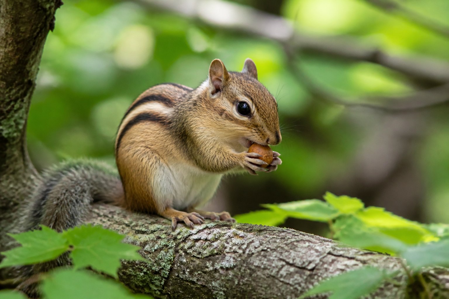 A chipmunk sitting on a tree branch holding a nut with green leaves around it.
