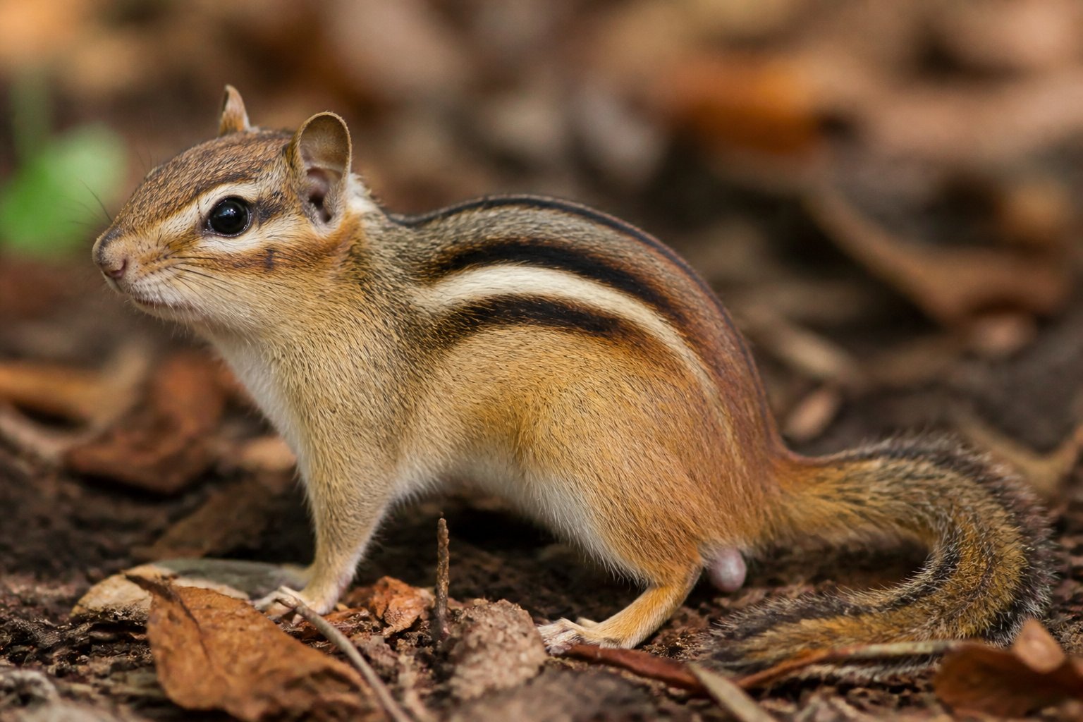A close-up of a chipmunk sitting on the forest floor surrounded by leaves and twigs.