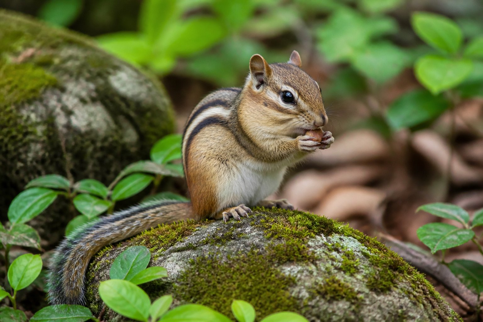 A chipmunk sitting on a mossy rock in a forest surrounded by green leaves and fallen foliage.