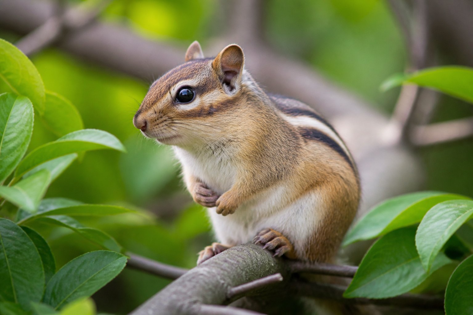 A close-up of a chipmunk sitting on a tree branch in a natural outdoor setting.