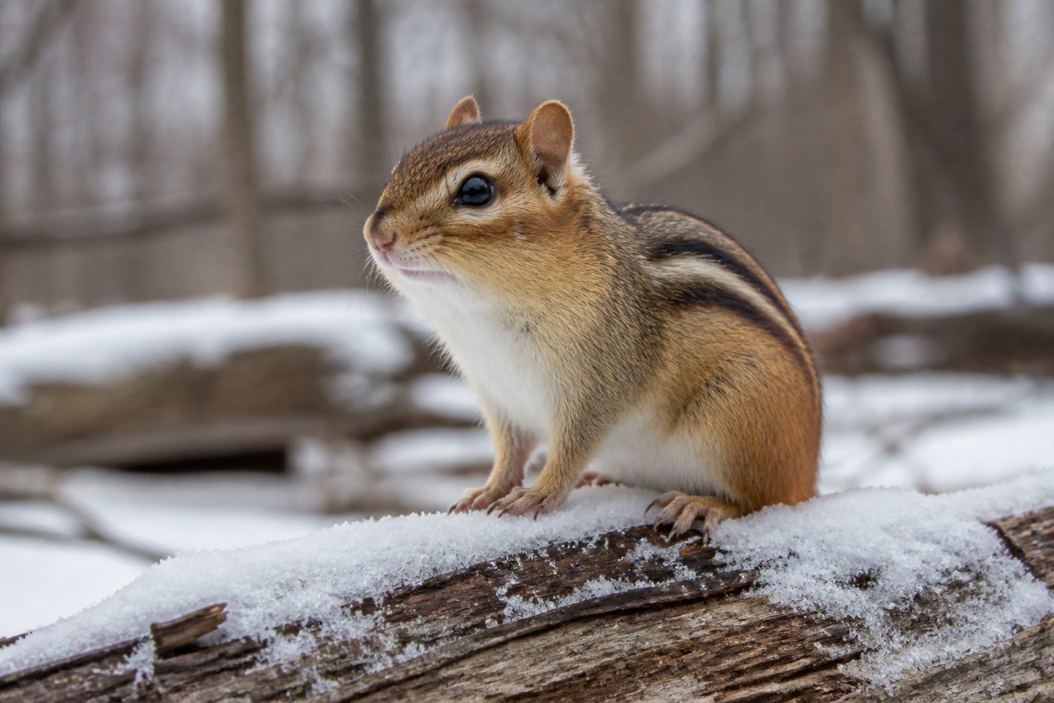 A chipmunk sitting on a snow-covered branch in a winter forest.
