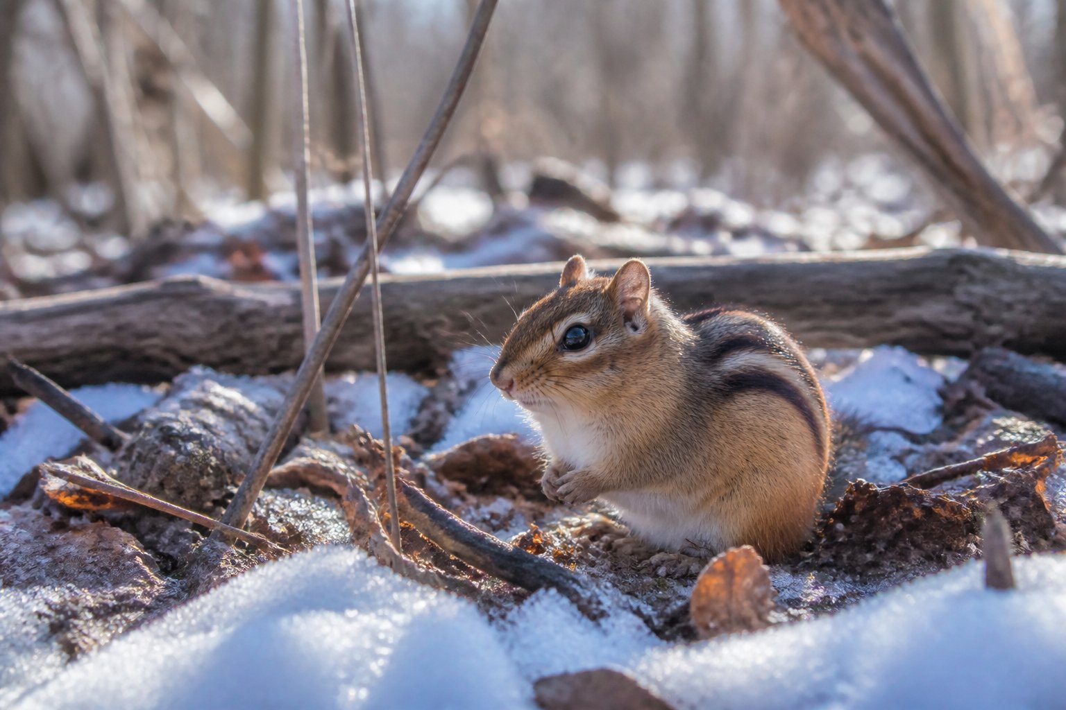 A chipmunk sitting on a snowy forest floor surrounded by dry leaves and twigs.